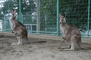 写真：モナカとアズキ