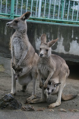 写真：親子のカンガルーツーショット