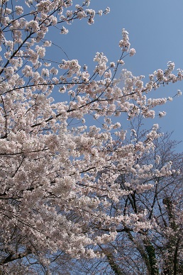 写真：カンガルー舎から見た桜