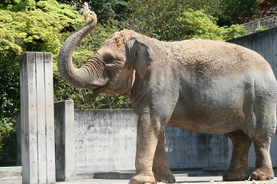 写真：ケーキのシャワー