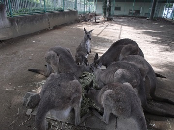 写真：朝のカンガルーたち