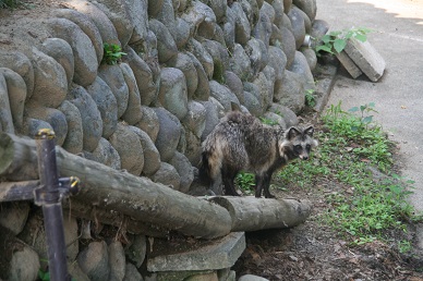 写真：モートに降りたタヌキ