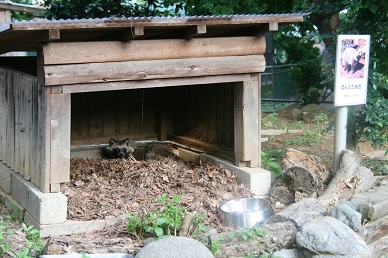 写真：寝小屋のタヌキ