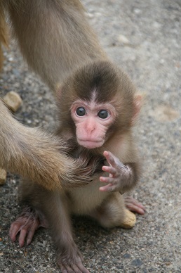 写真：赤ちゃんザル