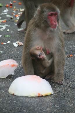 写真：氷に興味をもつ赤ちゃん