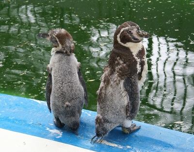 写真：換羽中のペンギンたち