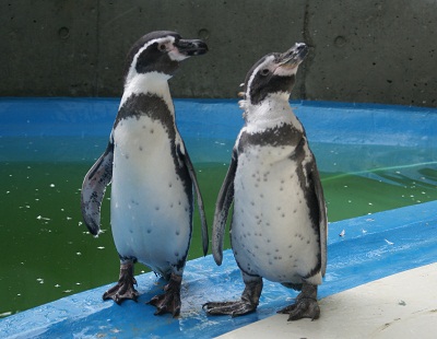 写真：換羽が終わった後のペンギンたち