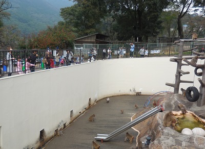 写真：動物園のニホンザル