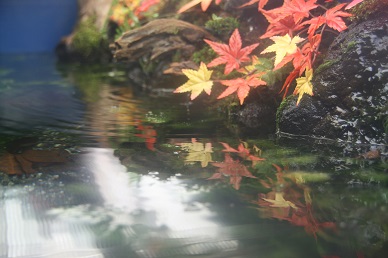 写真：小川の生き物水槽・紅葉