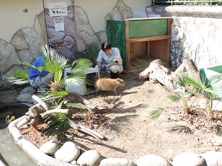 写真：初めての放飼場
