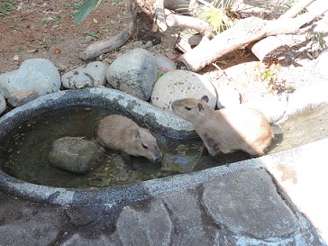 写真：水に入るカピバラ