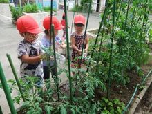 写真：水やりをする3歳児