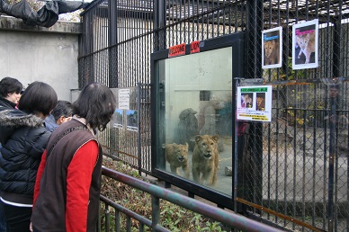 旧ライオン舎のライオン