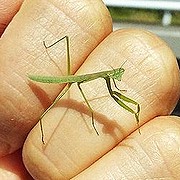 写真:カマキリの幼虫