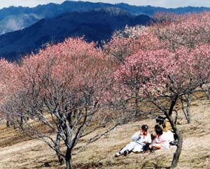 写真：桐生市南公園の紅梅の梅林