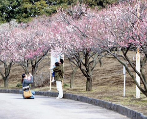 写真：桐生市南公園の白梅・紅梅の梅林