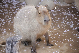 写真：桜を頭に乗せるカピバラ