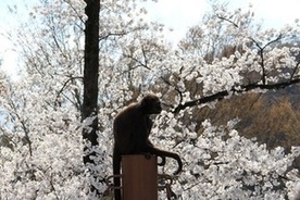 写真：桜とクモザル