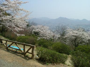 写真：水道山公園の桜