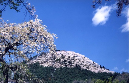 写真：柄杓山の桜