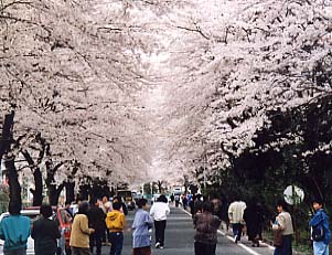 写真：桐生市運動公園の満開の桜のトンネル