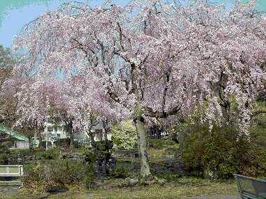 写真：群馬大学理工学部のしだれ桜