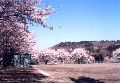 写真：グラウンド周辺の桜