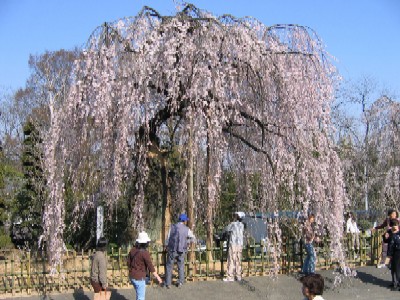 写真：土橋のおかめ桜（シダレザクラ）