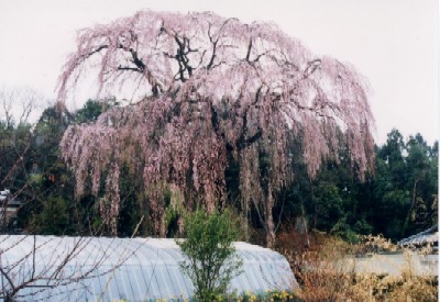 写真：柏山のシダレザクラ