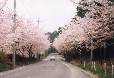 写真:さくらが満開のさくら街道