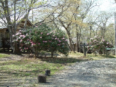 写真：花見ヶ原森林公園内に自生しているシャクナゲ