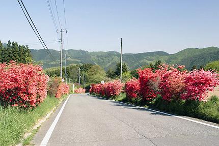 写真：清水ツツジ街道沿道のツツジ