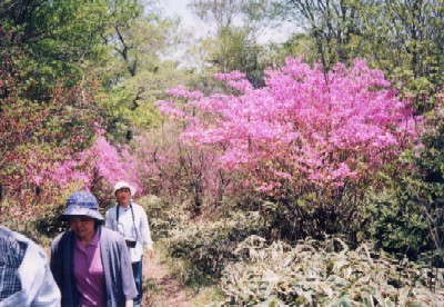 写真：花見ヶ原森林公園に自生しているツツジ