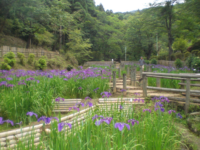 写真：吾妻公園花菖蒲