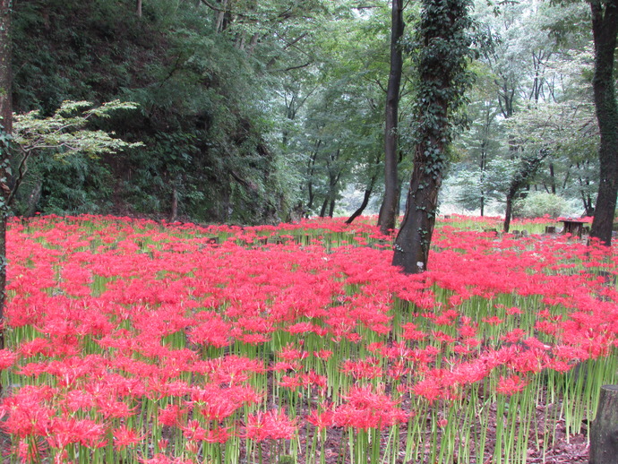写真：ひがんばなが咲き誇る八木原の里