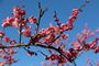 写真：梅の花