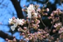 写真：桜の花