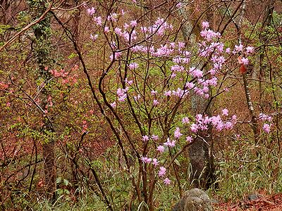 写真：ピンク色のミツバツツジと朱色のヤマツツジ