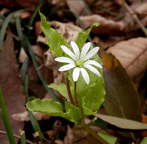 写真1:木陰に咲く大きな白花