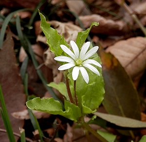 写真1：木陰に咲く大きな白花