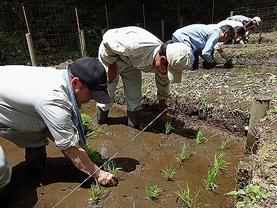 写真：田植えの様子