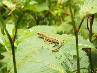 写真：ニホンカナヘビ