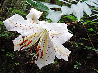 ヤマユリの花