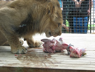 肉ケーキを食べるチャコの写真