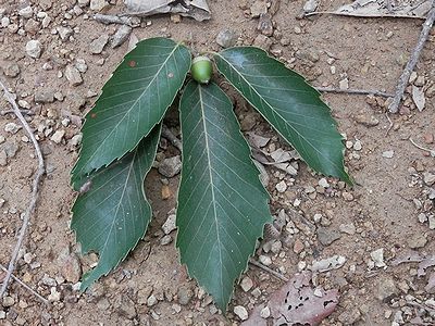 写真：コナラのドングリと葉のついた枝
