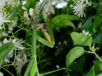 写真:獲物を手に入れたオオカマキリ