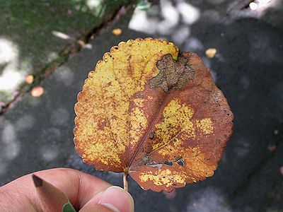 写真：カツラの黄色い葉