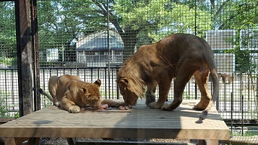 2頭で食べる肉入り氷の写真