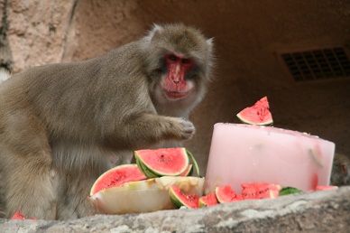 スイカ入氷を食べるニホンザルの写真