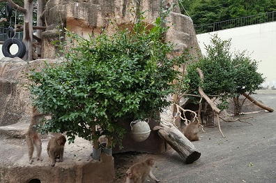 ツバキの木をサル山に入れた写真